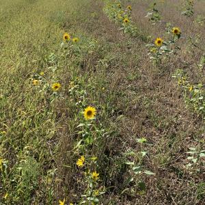 Photographie n°2500408 du taxon Helianthus annuus L. [1753]