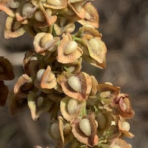 Photographie n°2500414 du taxon Rumex crispus L. [1753]