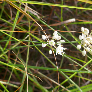 Photographie n°2500434 du taxon Allium ericetorum Thore [1803]