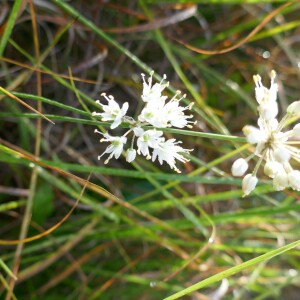 Photographie n°2500436 du taxon Allium ericetorum Thore [1803]