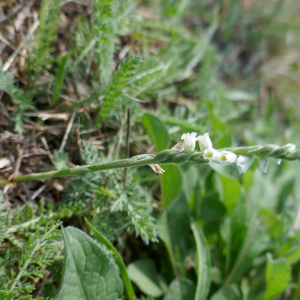 Photographie n°2500455 du taxon Spiranthes spiralis (L.) Chevall. [1827]