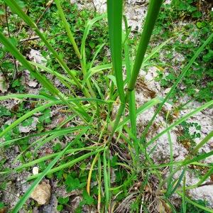 Photographie n°2500466 du taxon Dactylis glomerata L.