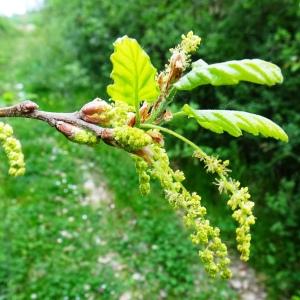 Photographie n°2500467 du taxon Quercus robur L. [1753]