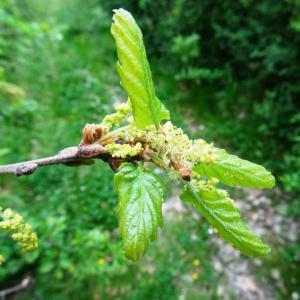 Photographie n°2500468 du taxon Quercus robur L. [1753]