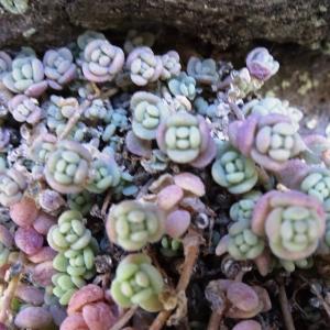 Photographie n°2500496 du taxon Sedum dasyphyllum L.