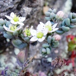 Photographie n°2500497 du taxon Sedum dasyphyllum L.