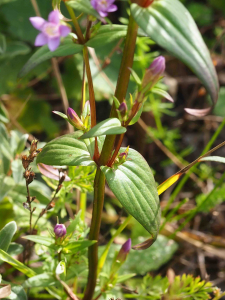 Jacques Valiergue, le 13 septembre 2021