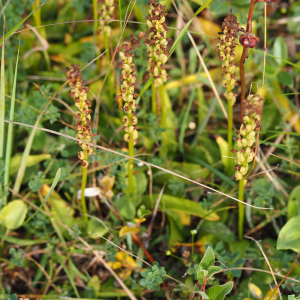 Photographie n°2500551 du taxon Herminium monorchis (L.) R.Br. [1813]