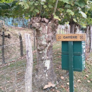 Photographie n°2500564 du taxon Platanus x hispanica Mill. ex Münchh. [1770]