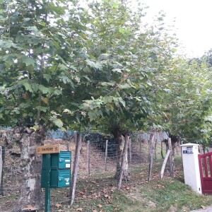 Photographie n°2500565 du taxon Platanus x hispanica Mill. ex Münchh. [1770]