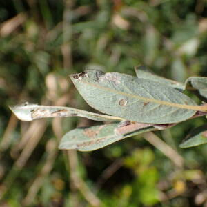 Photographie n°2500602 du taxon Salix repens L.