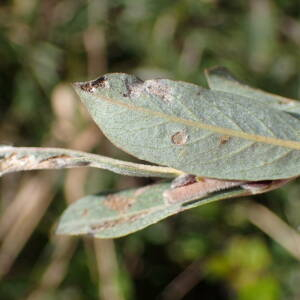 Photographie n°2500603 du taxon Salix repens L.