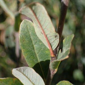 Photographie n°2500605 du taxon Salix repens L.