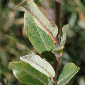 Photographie n°2500606 du taxon Salix repens L.