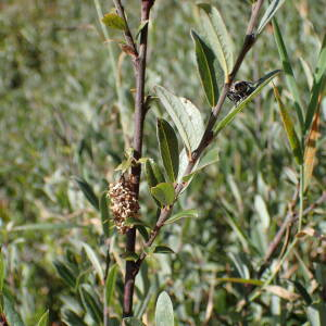 Photographie n°2500607 du taxon Salix repens L.