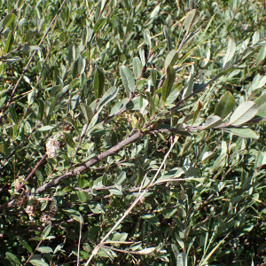 Photographie n°2500610 du taxon Salix repens L.