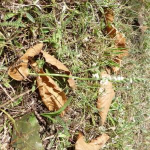 Photographie n°2500641 du taxon Spiranthes spiralis (L.) Chevall. [1827]