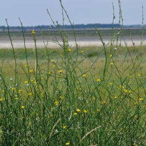 Photographie n°2500663 du taxon Chondrilla juncea L.