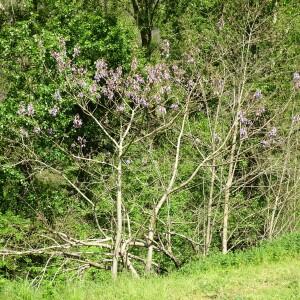 Photographie n°2500705 du taxon Paulownia tomentosa (Thunb.) Steud. [1841]