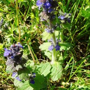 Photographie n°2500721 du taxon Ajuga reptans L. [1753]