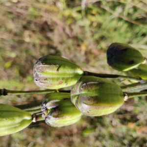 Photographie n°2500725 du taxon Lilium martagon L.