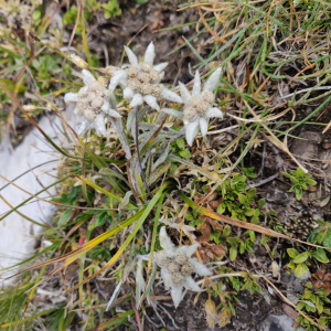 Photographie n°2500728 du taxon Leontopodium nivale subsp. alpinum (Cass.) Greuter [2003]