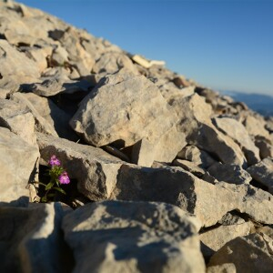 Photographie n°2500766 du taxon Galeopsis angustifolia Ehrh. ex Hoffm. [1804]