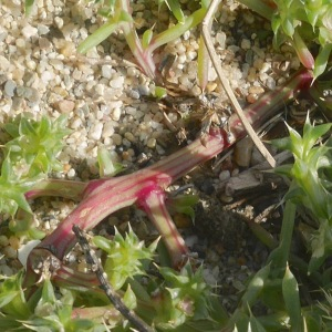 Photographie n°2500774 du taxon Salsola kali L. [1753]
