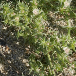 Photographie n°2500775 du taxon Salsola kali L. [1753]