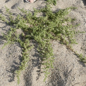 Photographie n°2500777 du taxon Salsola kali L. [1753]