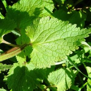 Photographie n°2500785 du taxon Lamium maculatum (L.) L. [1763]