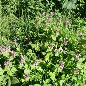 Photographie n°2500788 du taxon Lamium maculatum (L.) L. [1763]