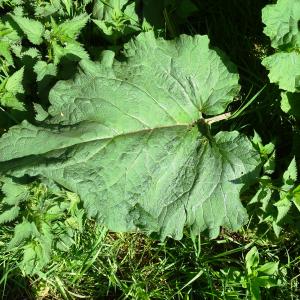 Photographie n°2500789 du taxon Arctium lappa L. [1753]