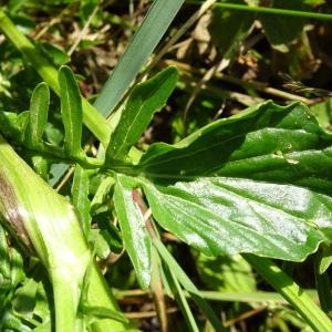 Photographie n°2500799 du taxon Barbarea vulgaris R.Br. [1812]