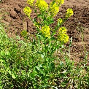 Photographie n°2500800 du taxon Barbarea vulgaris R.Br. [1812]