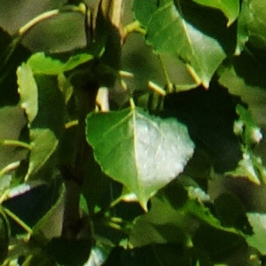Photographie n°2500801 du taxon Populus nigra L. [1753]