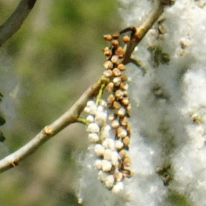 Photographie n°2500802 du taxon Populus nigra L. [1753]