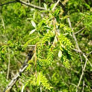 Photographie n°2500808 du taxon Salix pentandra L. [1753]