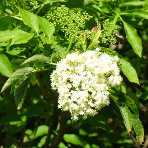 Photographie n°2500810 du taxon Sambucus nigra L. [1753]