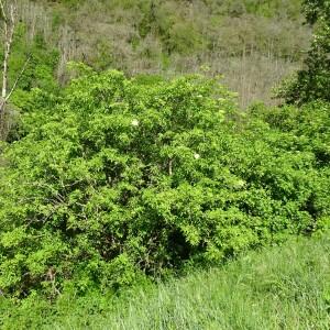 Photographie n°2500812 du taxon Sambucus nigra L. [1753]