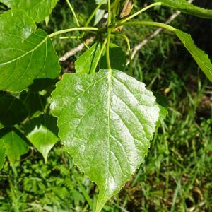 Photographie n°2500815 du taxon Populus nigra L. [1753]