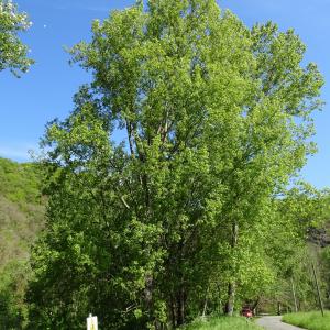 Photographie n°2500816 du taxon Populus nigra L. [1753]