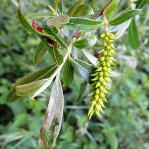 Photographie n°2500825 du taxon Salix alba L. [1753]