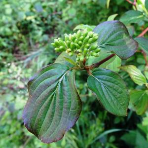 Photographie n°2500828 du taxon Cornus sanguinea L. [1753]