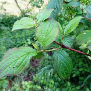 Photographie n°2500829 du taxon Cornus sanguinea L. [1753]