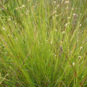 Photographie n°2500842 du taxon Rhynchospora alba (L.) Vahl