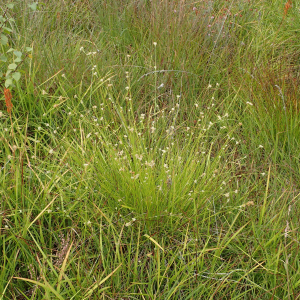 Photographie n°2500845 du taxon Rhynchospora alba (L.) Vahl