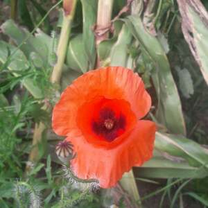 Photographie n°2500847 du taxon Papaver rhoeas L.