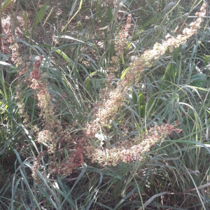 Photographie n°2500848 du taxon Rumex crispus L. [1753]