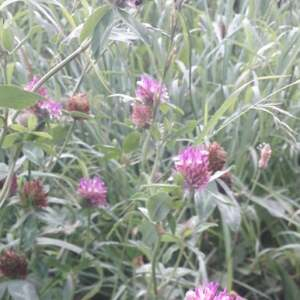 Photographie n°2500850 du taxon Trifolium pratense L. [1753]